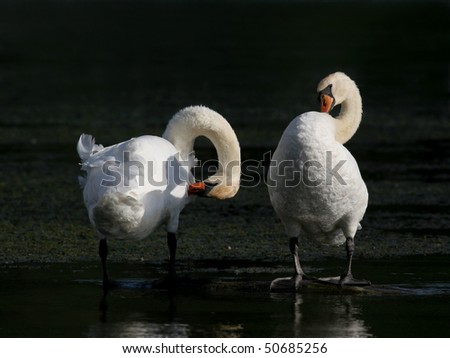 a couple of swans in a dark lake, repairing feather