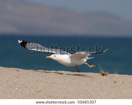 seagull fly on, sand beach against blue sea