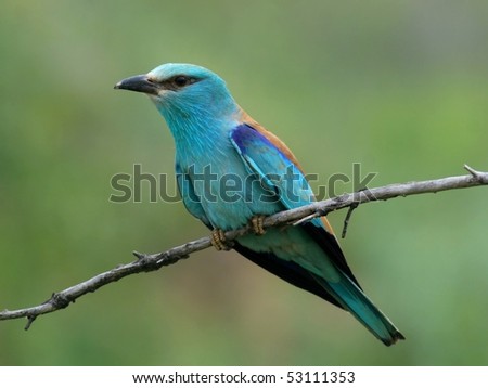 Roller bird perched on a twig, close-up
