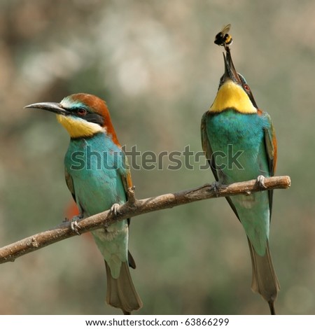 couple of european bee-eater alighted on a twig, the right with insect in bill