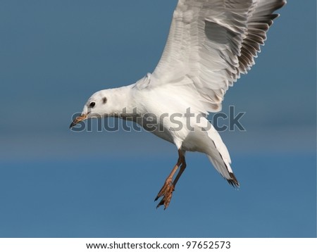 Little gull in flight, against blue sea and sky