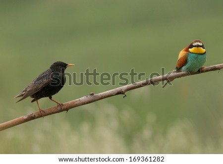 Two birds, starling and bee-eater perched on a twig