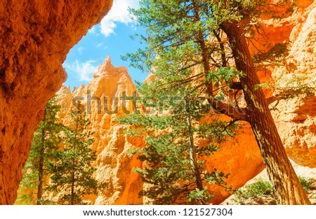 Wall Street hoodoos and pine trees along the Navajo Loop Trail in Bryce Canyon National Park
