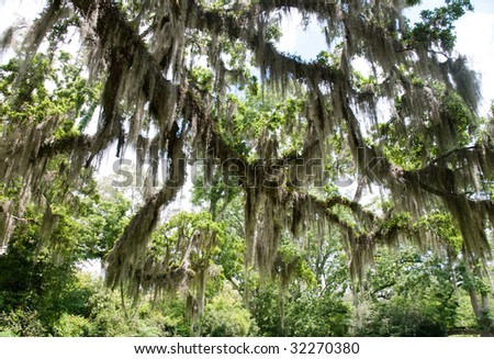 trees and Spanish moss