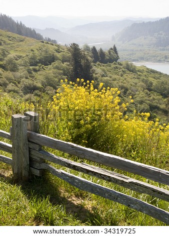 redwood trees on rolling hills with a wooden fence