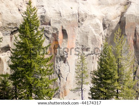 pin tree forest in a gorge with orange and gray rock