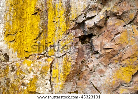 hillside with rocks and yellow moss