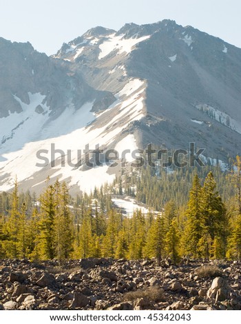 pine tree forest growing out of volcanic rock with a snow covered volcanic mountain behind