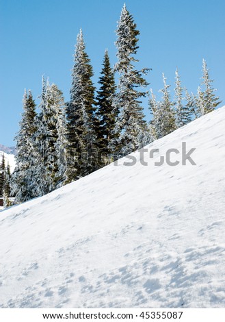 snow bank and pine trees
