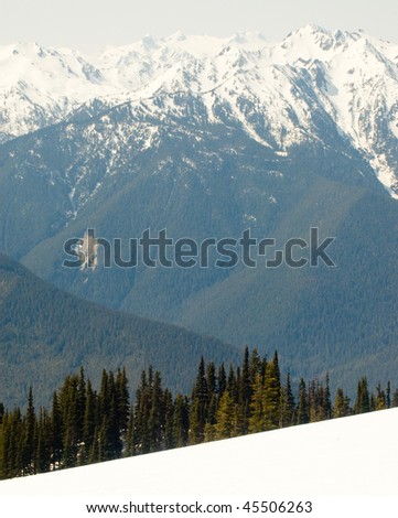 snow bank and pine trees with Hurricane Ridge