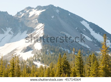 pine tree forest growing out of volcanic rock with a snow covered volcanic mountain behind