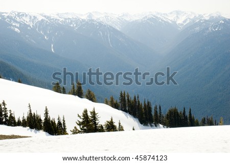 snowy hillside and pine trees in front of the Hurricane Ridge mountain range