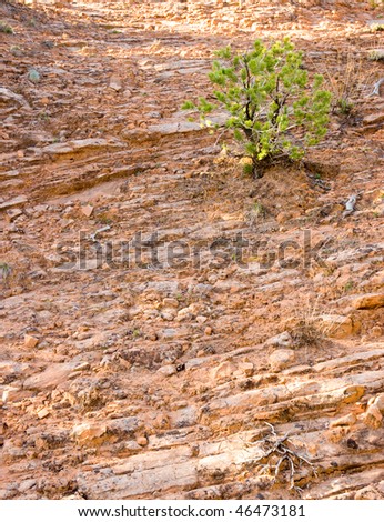 rock face and plants