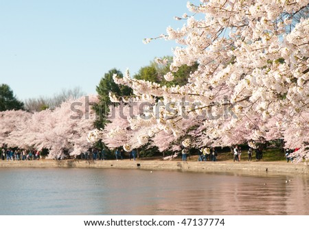 cherry tree cola. cherry tree blossom festival.