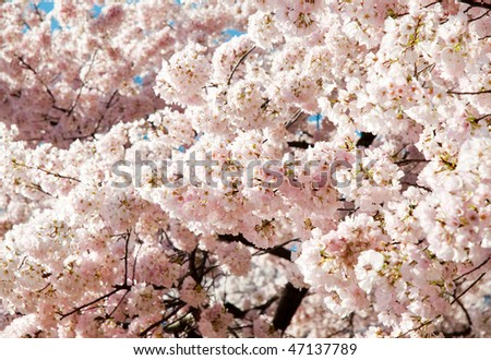 cherry blossom festival. Cherry Blossom Festival