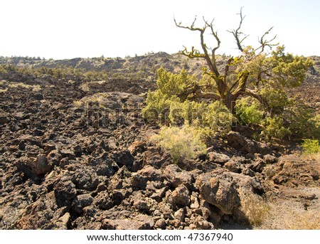 trees and plants growing in Devil\'s Homestead Lava Flow