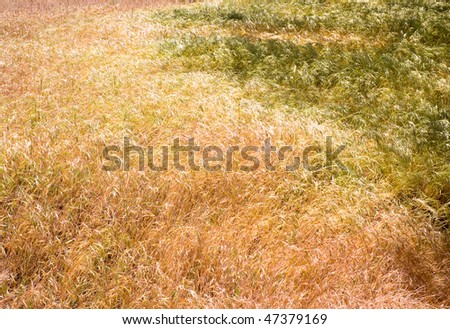 arid brush field