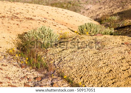 Desert Soil