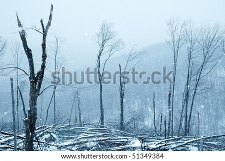 forest in a winter storm