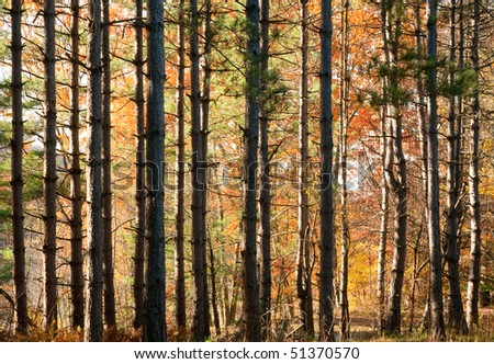 back lit trees and bright fall leaves