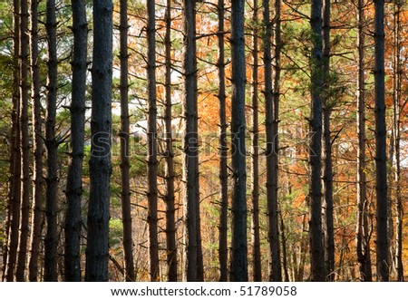 back lit tree trunks and fall leaves