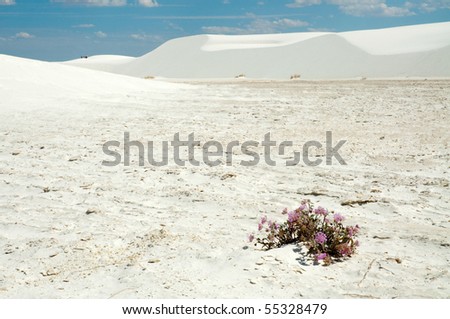 Alkali Flat playa and white sand dunes with desert plant