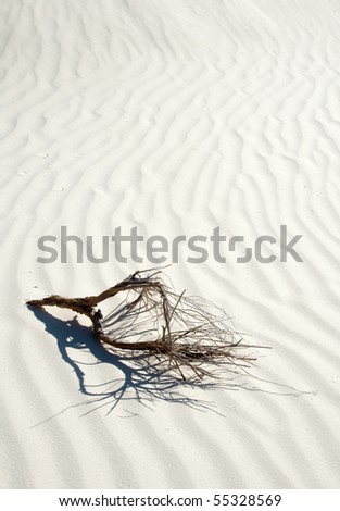 shifting sands and tree limb