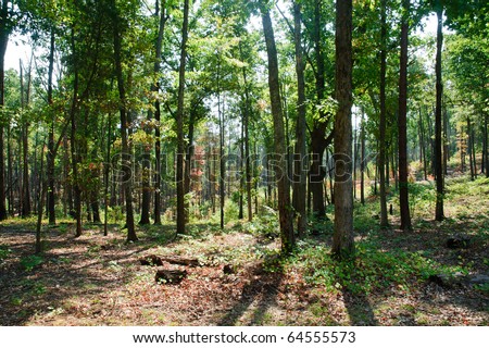 forest setting