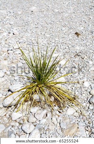 green plant growing in a dry white rock wash creek