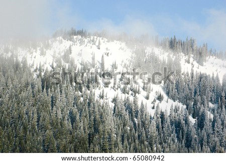 snowy mountain forest and fog