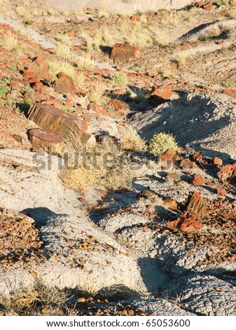 Rainbow Forest trail, painted desert and colorful pieces of petrified wood