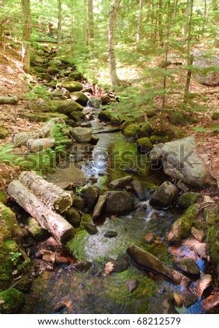 leaves, trees, rocks and logs beside a forest stream