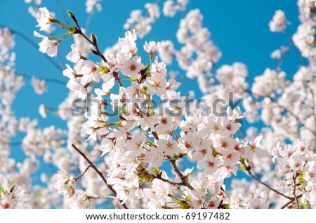 National Cherry Blossom Festival cherry blossom trees in bloom