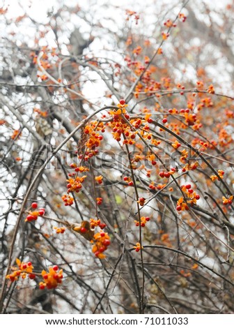 orange and red berries on tree vines