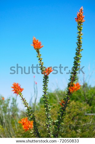 blooming orange ocotillo cactus