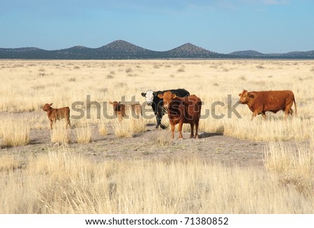 cattle on desert plains