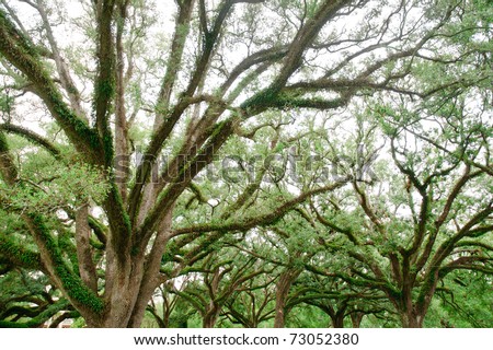 Oak Alley Plantation lines of oak trees