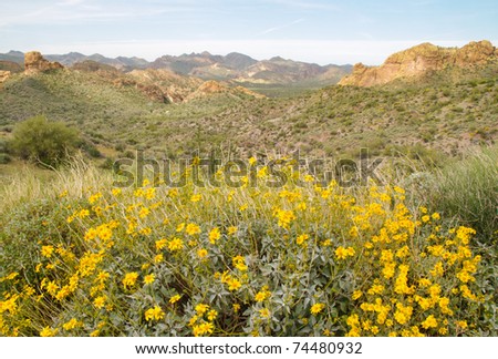 desert buttes and yellow flowers along the Apache Trail