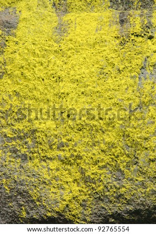 yellow moss on basalt