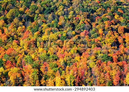 Autumn Forest at Allegheny National Forest