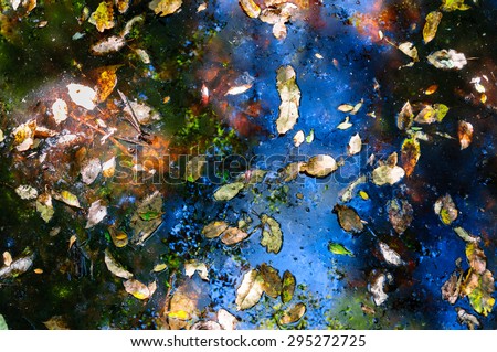 Leaves Floating in Water at Congaree National Park