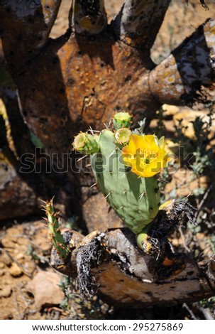 Yellow Flower at Big Bend National Park