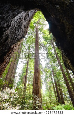 Inside a Redwood at Redwood National Park