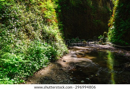 Fern Canyon at Redwood National Park