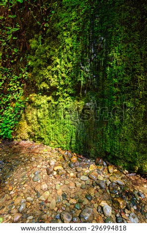 Green Texture at Redwood National Park