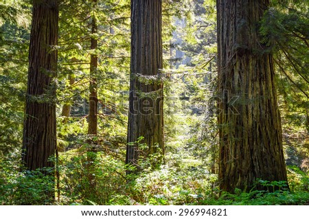 Trunks at Redwood National Park