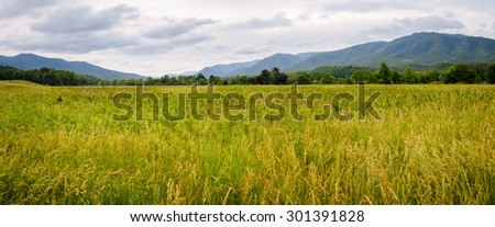 Meadow at Great Smoky Mountains National Park