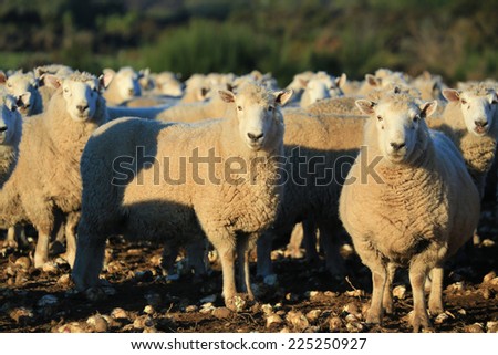 sheep on field in South Island, New Zealand