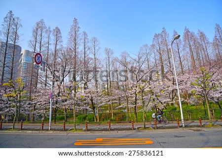 Kema Sakuranomiya Park Osaka , JAPAN - MARCH 30 : Cherry blossom flowers in garden with many people at Japan on March 30, 2015.Kema Sakuranomiya Park  was a famous place of sakura garden.