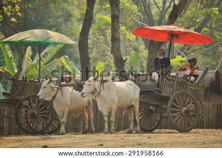 MAE TAENG, THAILAND - Mar 2 : Tourists enjoy Ox-Cart Ride, March 2 , 2013 in Mae Taeng - Thailand. This area is home to large populations of domestic elephants and other wildlife
